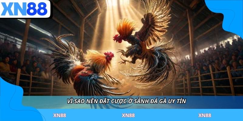 Vì sao nên đặt cược ở sảnh đá gà uy tín